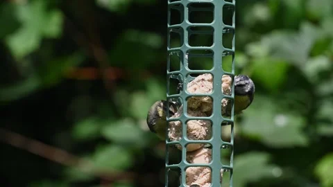 Garden tits on the feeder Stock Footage 245442692