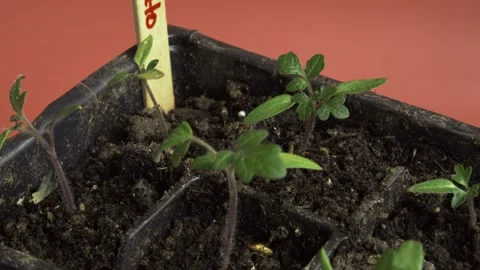 Garden Tomato Seedling Pack Video stock 276704436