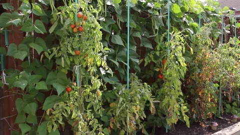 Garden, Tomatoes, Beans Stock Footage 80061106