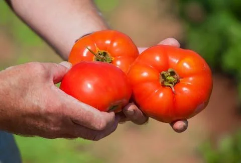 Garden tomatoes Stock Photos