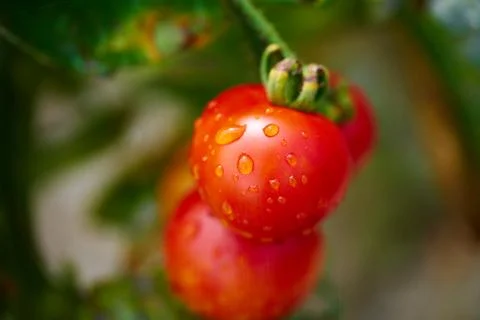 Garden tomatoes Stock Photos