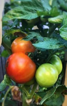 Garden tomatoes Stock Photos