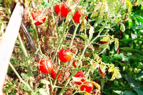 Garden of tomatoes Stock Photos