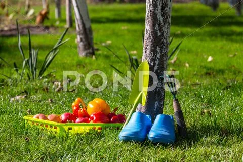 Garden tool Stock Photos