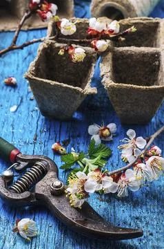 Garden tools amid flowering branches spring apricot Stock Photos