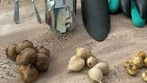Garden tools and bulbs Stock Footage 139573407