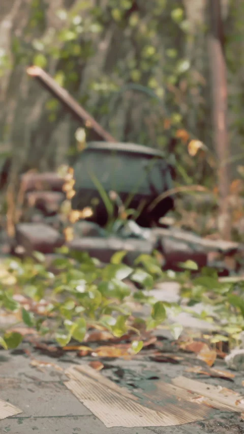 Garden tools and plants found in a backyard during the afternoon sunlight Stock Footage 341259928