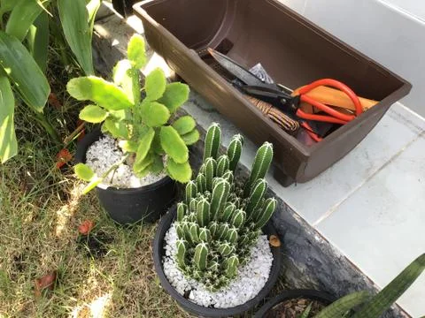 Garden tools cactus pots Stock Photos