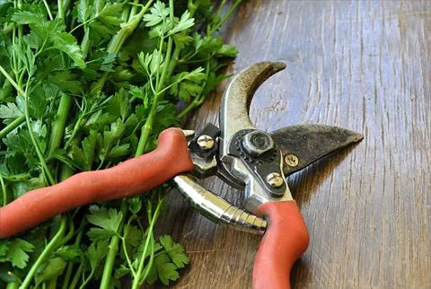 Garden tools Stock Photos