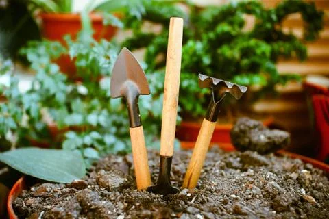 Garden tools on plain soil in the pot, including houseplants. Stock Photos