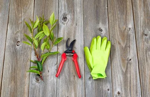 Garden tools for pruning plants Stock Photos