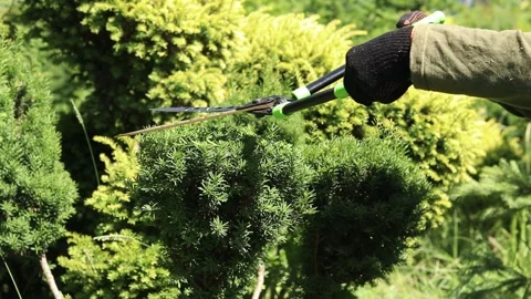 Garden tools at work. Hedge shears Stock Footage 337321497