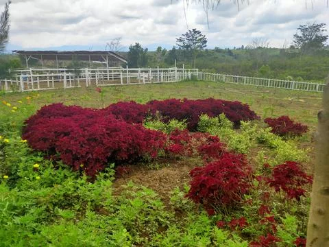 Garden on top of mountain Stock Photos