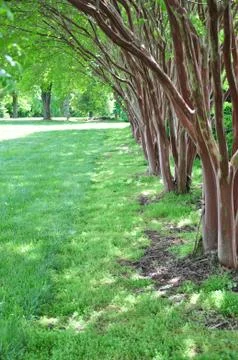 Garden tree border Stock Photos