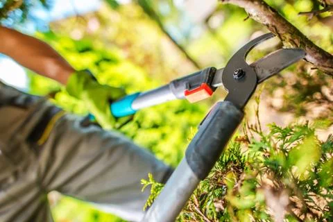 Garden tree branches cut Stock Photos