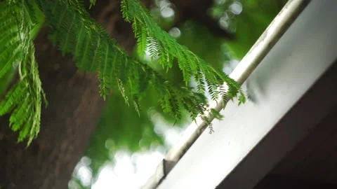 Garden tree breeze Stock Footage 123391388