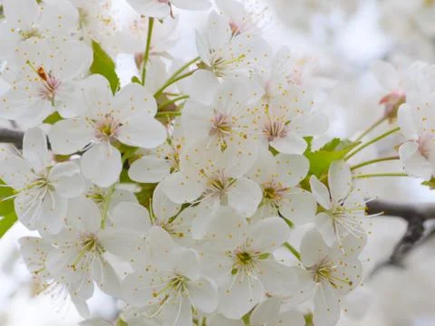 Garden tree cherry Stock Photos