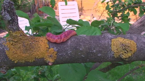 In the garden the tree crawling caterpillar Vídeos de archivo 56886237