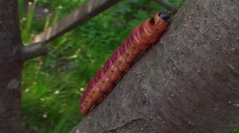 In the garden the tree crawling caterpillar Vídeos de archivo 57575084