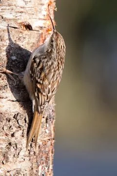 Garden tree creeper on birch Stock Photos