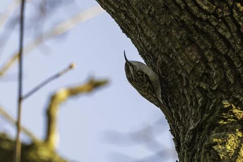 A garden tree creeper on the trunk of a tree Stock Photos
