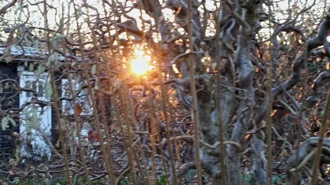 Garden Tree Video stock 167618002