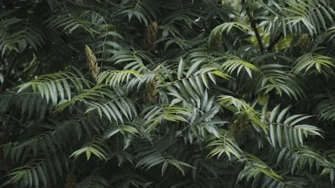 Garden tree getting wet under the rain. Melancholy and relaxing mood Stock Footage 137737190