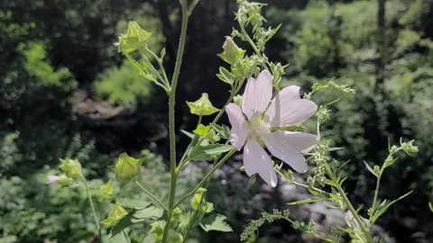 Garden tree mallow (Malva thuringiaca) Stock Footage 340340184