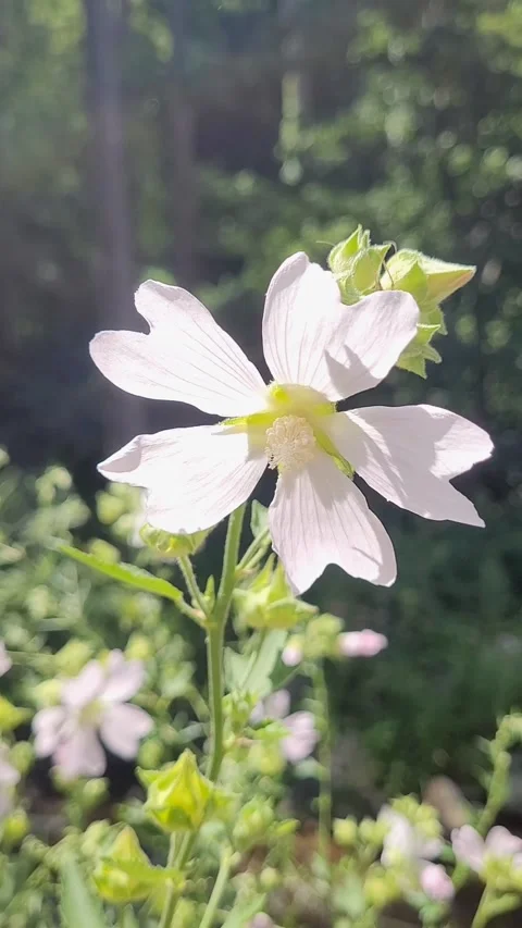 Garden tree mallow (Malva thuringiaca) Stock Footage 340340215