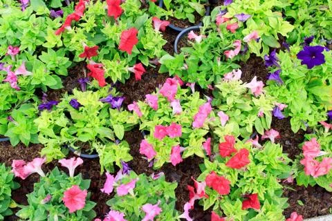 Garden tree Stock Photos