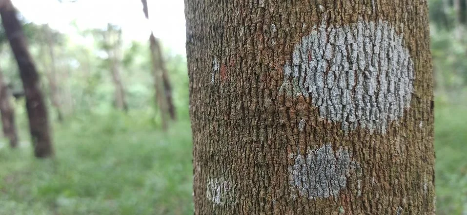 Garden tree trunk texture (surface) Stock Photos