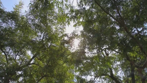 Garden Trees in Barcelona Stock Footage 120422390