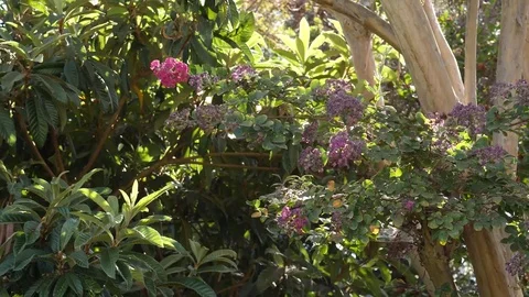 Garden trees Video stock 79249139