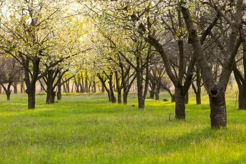 Garden trees Stock Photos