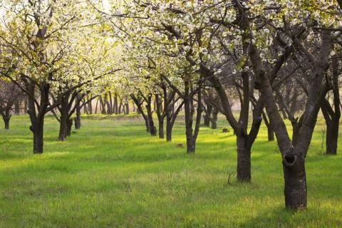 Garden trees Stock Photos