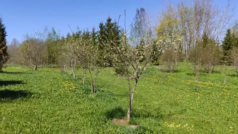 Garden trees in sunlight.  Stock Footage 151684109