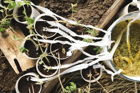 Garden Trick Stock Photos