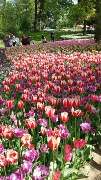 Garden of tulip Stock Photos