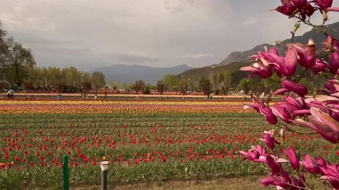Garden tulip at Srinagar in Kashmir.  It is the largest tulip garden in Asi.. Stock Footage 237587553