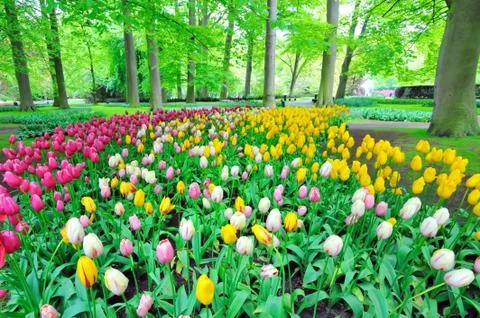 Garden of tulips Stock Photos