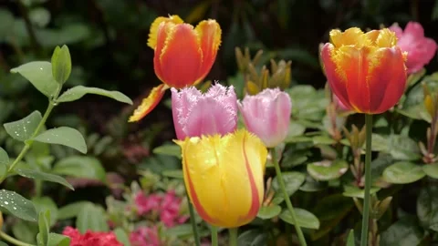 Garden, tulips (variant) 库存影片 153782264