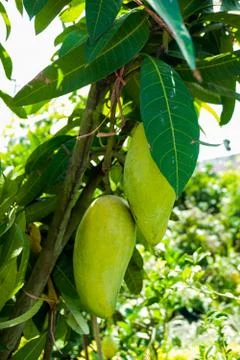 In the garden two large mango trees. Hanging mangoes are enhancing the beauty Foto stock