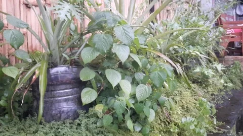 Garden under the Rain Stock Footage 325656526