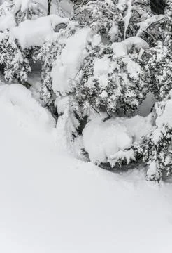 Garden undersnow Stock Photos