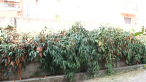 Garden for use as green screen background plate for interviews. Stock Footage 208816020