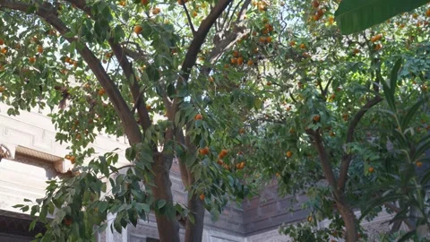 Garden with Various Fruiting Trees Located in a Charming Courtyard Stock Footage 306684090