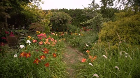 Garden of various plants   Stock Footage 111016645