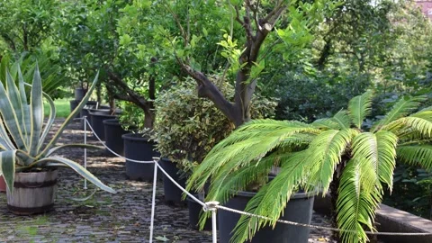 A garden with various plants Stock Footage 285328484