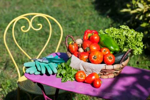 Garden vegetables Stock Photos