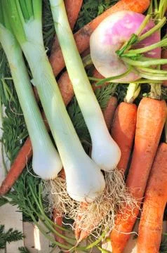 Garden vegetables Stock Photos